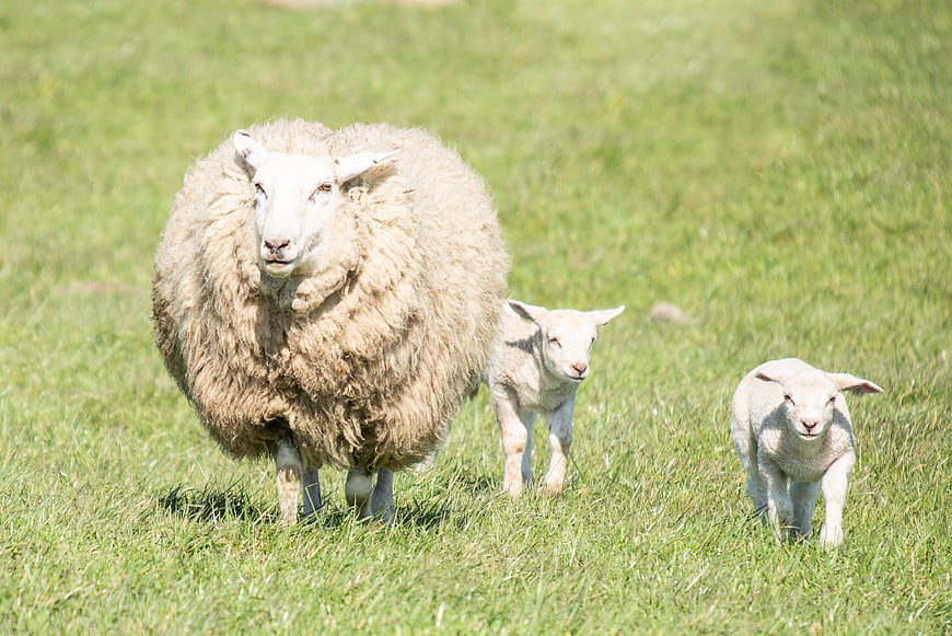Mother sheep with two lambs in green pasture