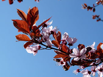 Cherry Blossoms and Red Leaves Against Blue Sky