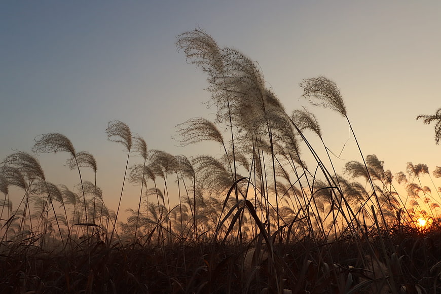 Silhouette of tall pampas grass swaying in sunset wind