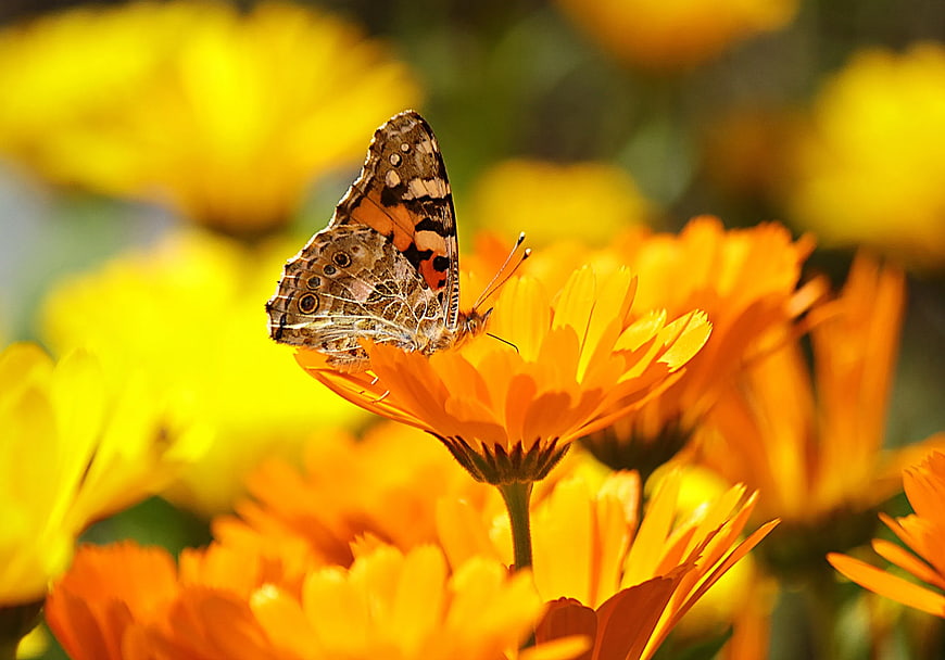 Painted Lady Butterfly on Orange Marigold Flower