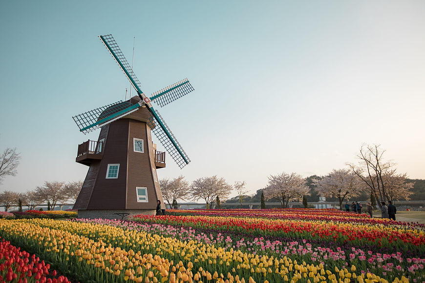 Dutch Windmill in Vibrant Tulip Field at Suncheon Bay
