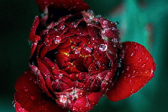 Close-up of a red rose with water droplets on petals