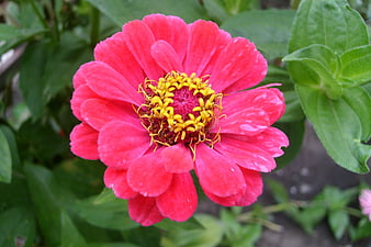Vibrant Pink Zinnia Flower Close-Up