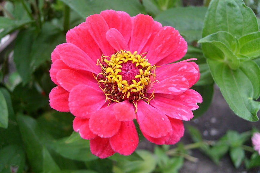 Vibrant Pink Zinnia Flower Close-Up