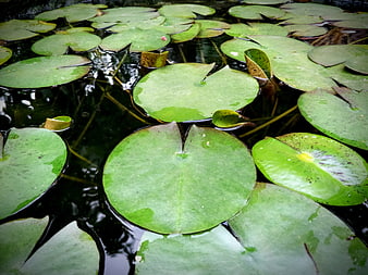 Green lily pads floating on dark pond water