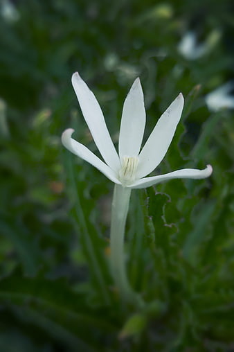 Close-up of a delicate white star-shaped flower bloom