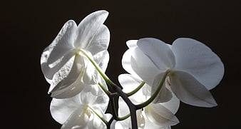 White Orchid Flowers on Dark Background