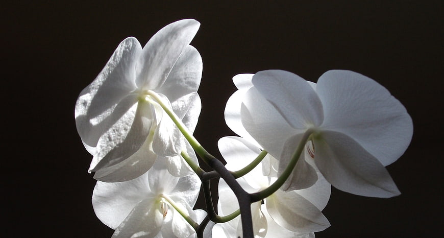White Orchid Flowers on Dark Background