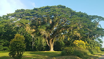 Majestic large tree with hanging moss in sunny park