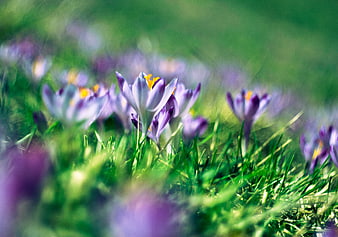 Purple Crocus Flowers Blooming in Green Grass