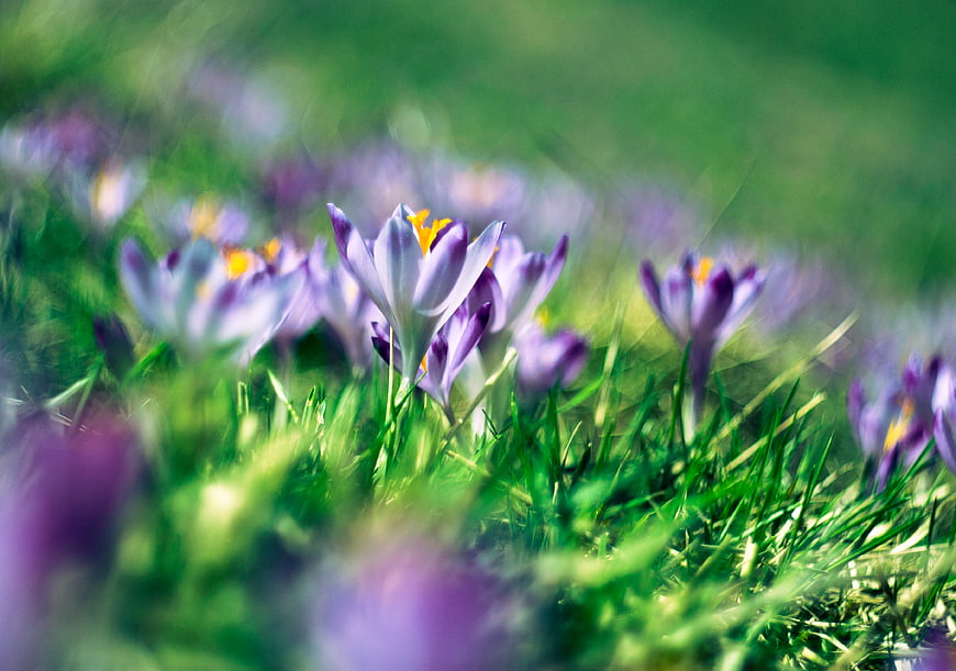 Purple Crocus Flowers Blooming in Green Grass