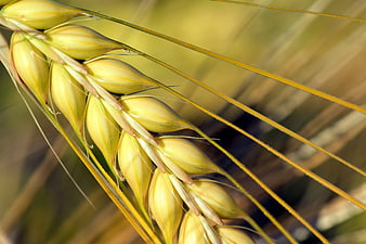 Close-up of golden wheat ear with long awns in field