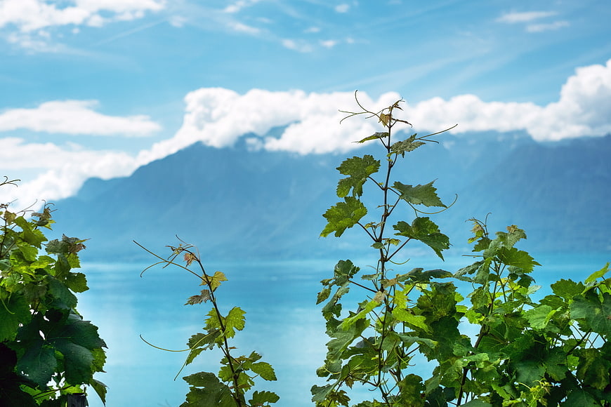 Green grapevine leaves with blue lake and mountains