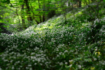 White Wild Garlic Flowers Blooming in a Lush Green Forest