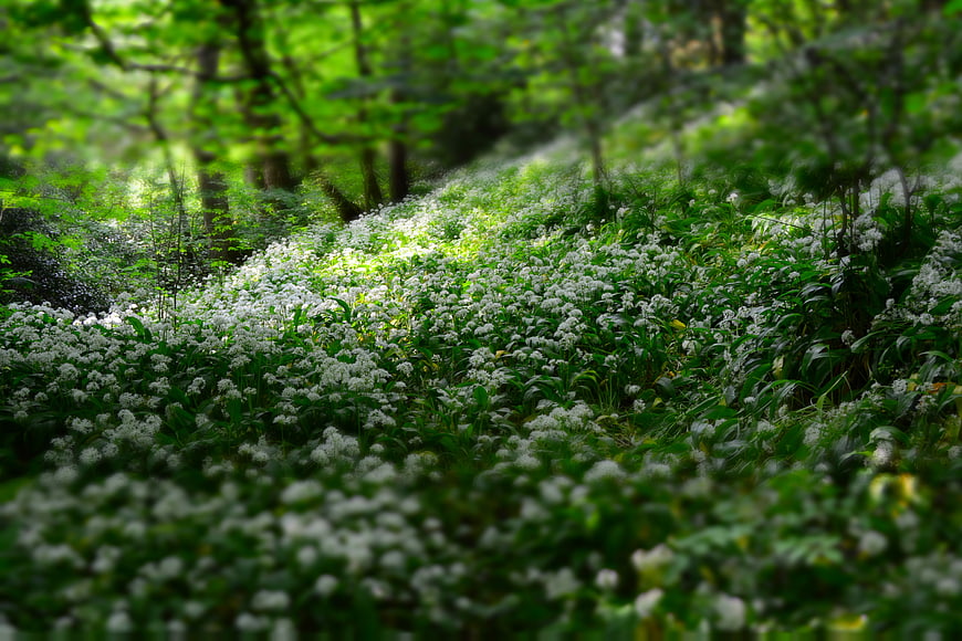 White Wild Garlic Flowers Blooming in a Lush Green Forest