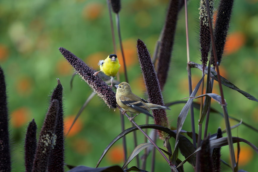 Two American Goldfinches Perched on Purple Millet Stalks