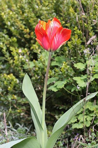 Vibrant Red and Yellow Tulip in Spring Garden