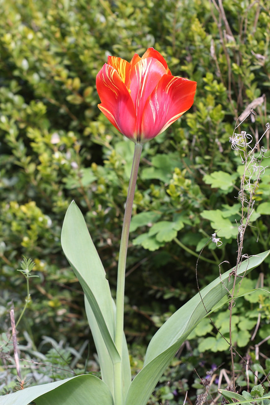 Vibrant Red and Yellow Tulip in Spring Garden