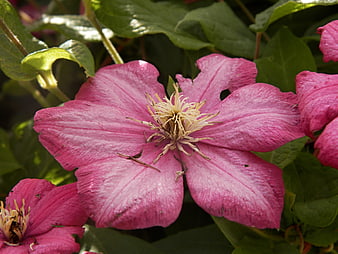 Close-up of vibrant pink clematis flower in garden