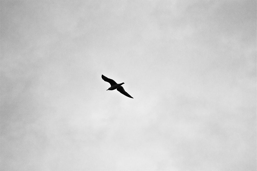 Silhouette of a bird flying against a cloudy sky