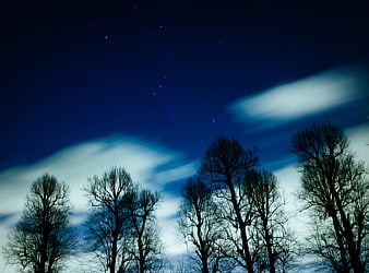 Silhouetted Trees Against Starry Night Sky with Clouds