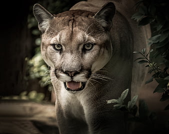 Close-up portrait of a puma with mouth open in forest