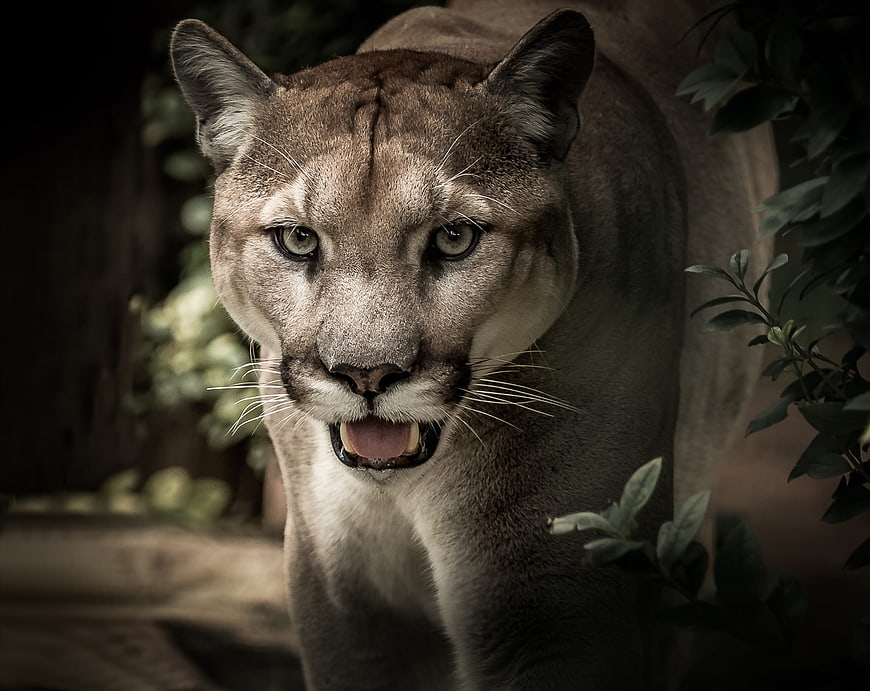 Close-up portrait of a puma with mouth open in forest