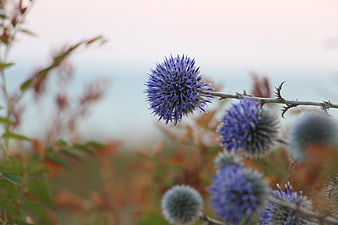 Blue thistle flower close-up with soft sunset background