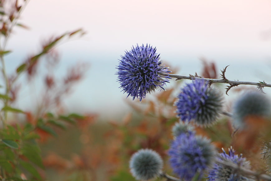 Blue thistle flower close-up with soft sunset background