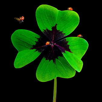 Four-leaf clover with ladybugs and a flying insect on a black background