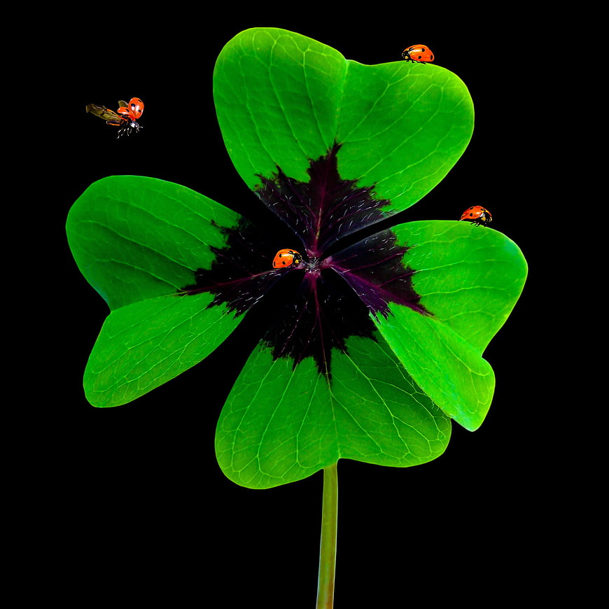 Four-leaf clover with ladybugs and a flying insect on a black background