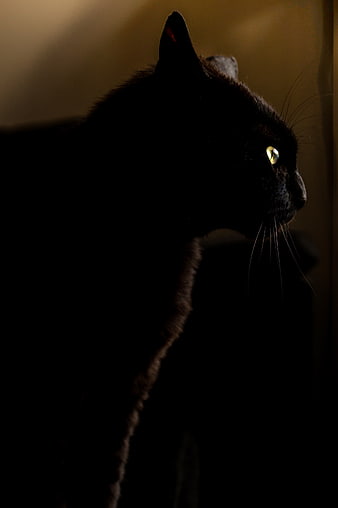 Silhouette of a black cat with glowing yellow eye