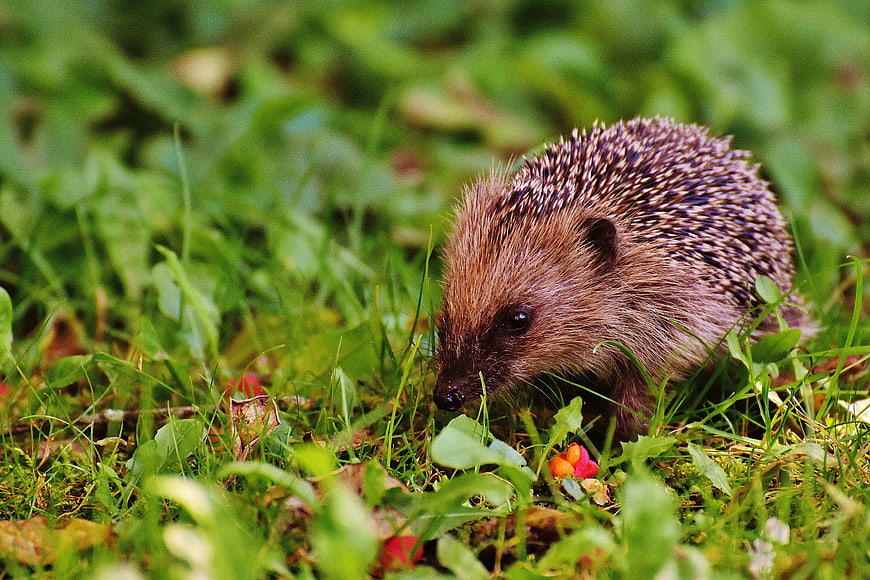 Cute Brown Hedgehog Foraging in Green Grass