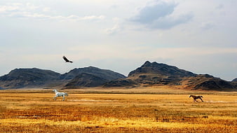 White and brown horses running in golden steppe landscape with eagle