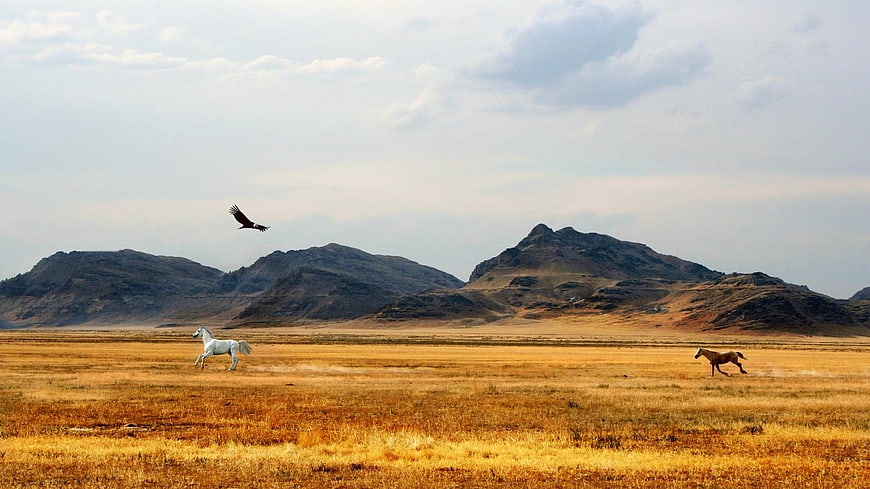 White and brown horses running in golden steppe landscape with eagle
