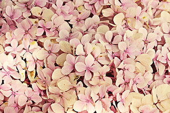 Dense Pink Hydrangea Blossoms Floral Pattern Background