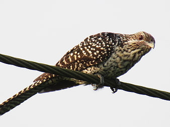 Asian Koel Perched on Wire Against White Sky
