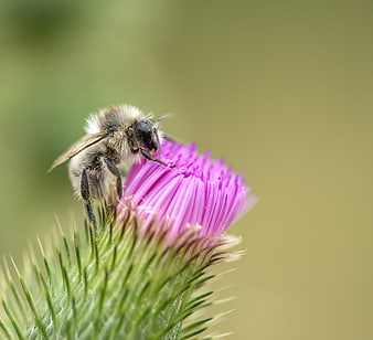 Macro of a bee pollinating a purple thistle flower