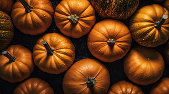 Top View of Fresh Orange Pumpkins with Water Droplets