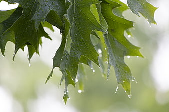 Close-up of wet oak leaves with raindrops