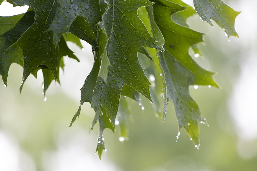 Close-up of wet oak leaves with raindrops