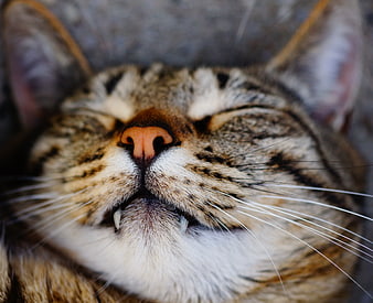 Close-up of sleeping tabby cat with pink nose