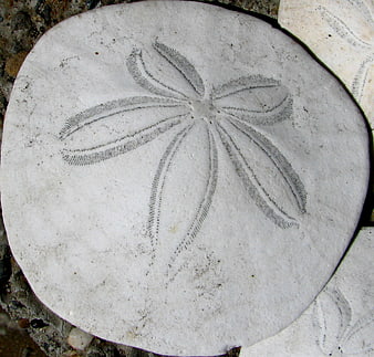 Close-up of a white sand dollar shell on a beach