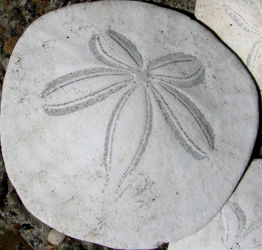 Close-up of a white sand dollar shell on a beach