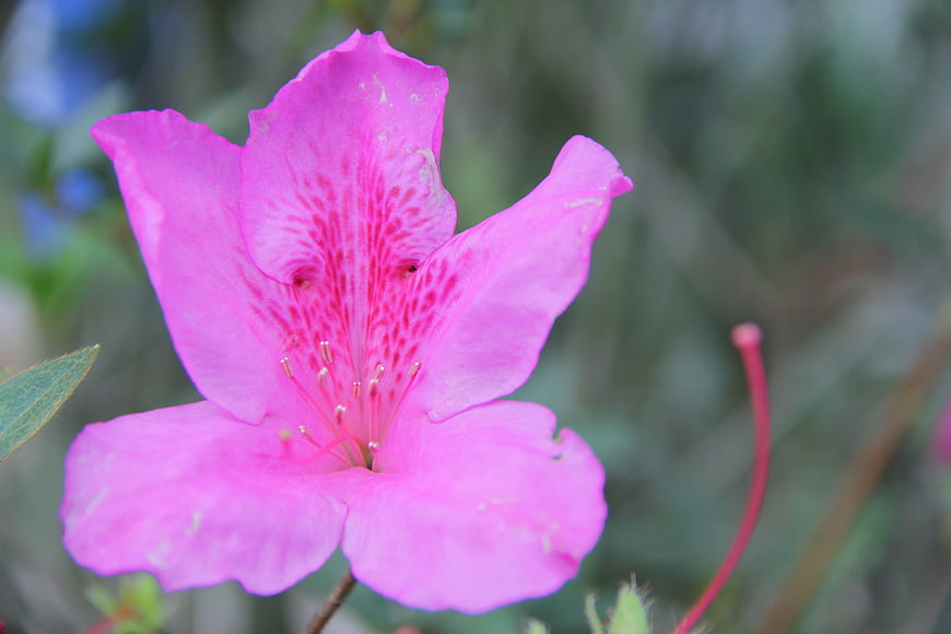 Close-up of vibrant pink azalea flower with speckled petals