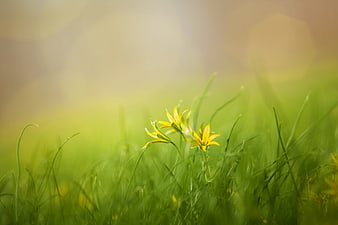 Yellow Wildflowers In Green Grass With Soft Morning Light