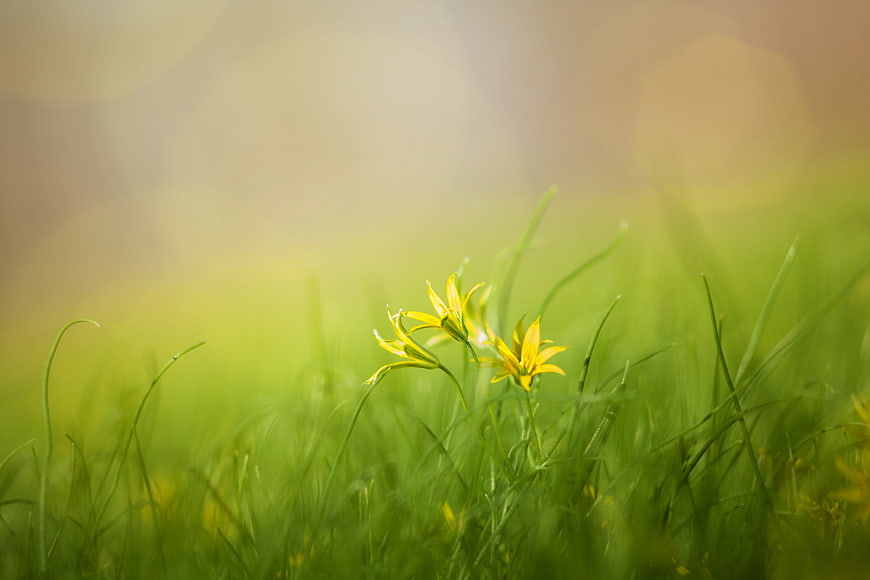 Yellow Wildflowers In Green Grass With Soft Morning Light