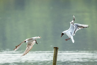 Two seagulls flying near a wooden post over water