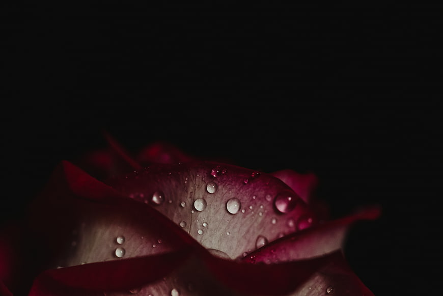 Close-up of dark red rose petals with water droplets on black background