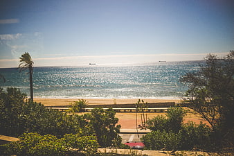 Sunny Beach View with Palm Tree and Ocean